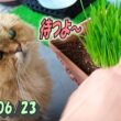 待つペルシャ猫ひとみ。草もアロエも美味しく気持ち良くなるまでね　Persian cat Hitomi's days　2026/06/23
