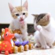 アクロバティックな姉子猫と独特な声で鳴く弟子猫【赤ちゃん猫　保護猫】