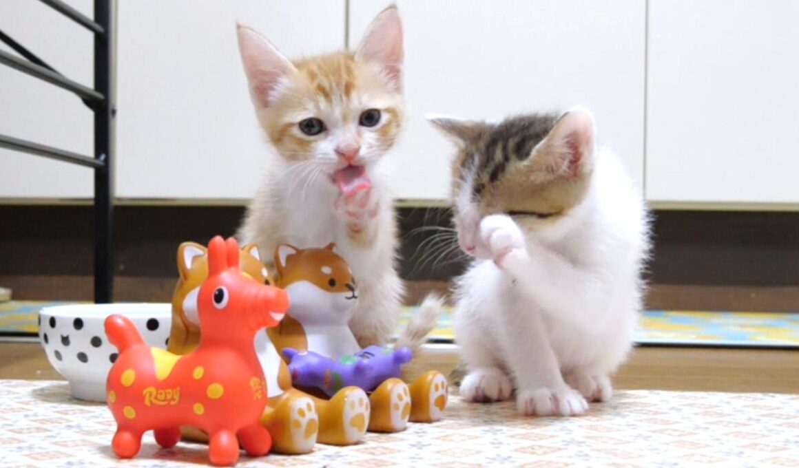 アクロバティックな姉子猫と独特な声で鳴く弟子猫【赤ちゃん猫　保護猫】