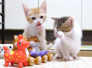 アクロバティックな姉子猫と独特な声で鳴く弟子猫【赤ちゃん猫　保護猫】