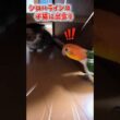 【出会い】シロハラインコ🙂虎太郎🤠 #シロハラインコ #ミヌエット #インコ #birds #子猫 #癒し #お迎え #インコと子猫 #ミヌエット子猫 #出会い #猫とインコ #肉球 #おもしろ