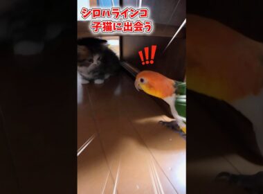 【出会い】シロハラインコ🙂虎太郎🤠 #シロハラインコ #ミヌエット #インコ #birds #子猫 #癒し #お迎え #インコと子猫 #ミヌエット子猫 #出会い #猫とインコ #肉球 #おもしろ