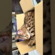 【ベンガル様メレブ】箱📦の中でウネウネするベンガル🫧 #ベンガルとハチワレ