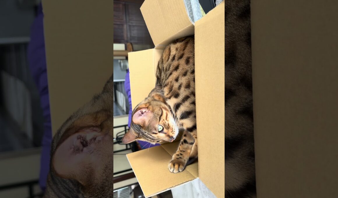 【ベンガル様メレブ】箱📦の中でウネウネするベンガル🫧 #ベンガルとハチワレ