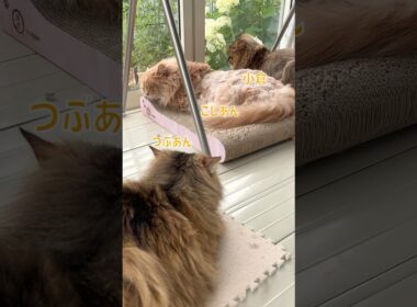 寝るときは一緒がいい猫たち【サイベリアン・多頭飼い】 #shorts #サイベリアン  #オネンネネンネ #昼寝