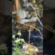 【多頭飼育崩壊？】この事案は誰のせいでもない感じもします…空家ではありません