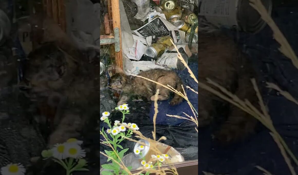 【多頭飼育崩壊？】この事案は誰のせいでもない感じもします…空家ではありません