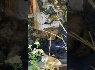 【多頭飼育崩壊？】この事案は誰のせいでもない感じもします…空家ではありません
