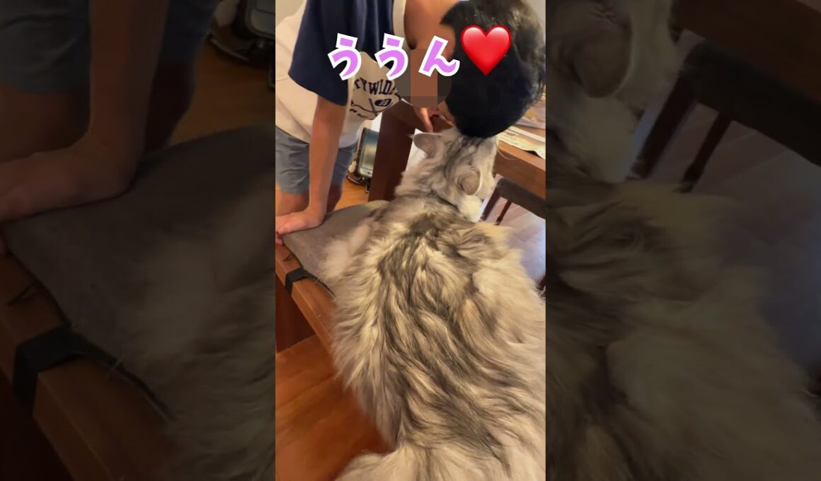 朝、少年を送り出してくれる大型猫#shorts