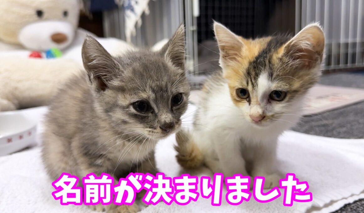 子猫が家族になり初めての朝。柴犬パパの身だしなみも完璧です