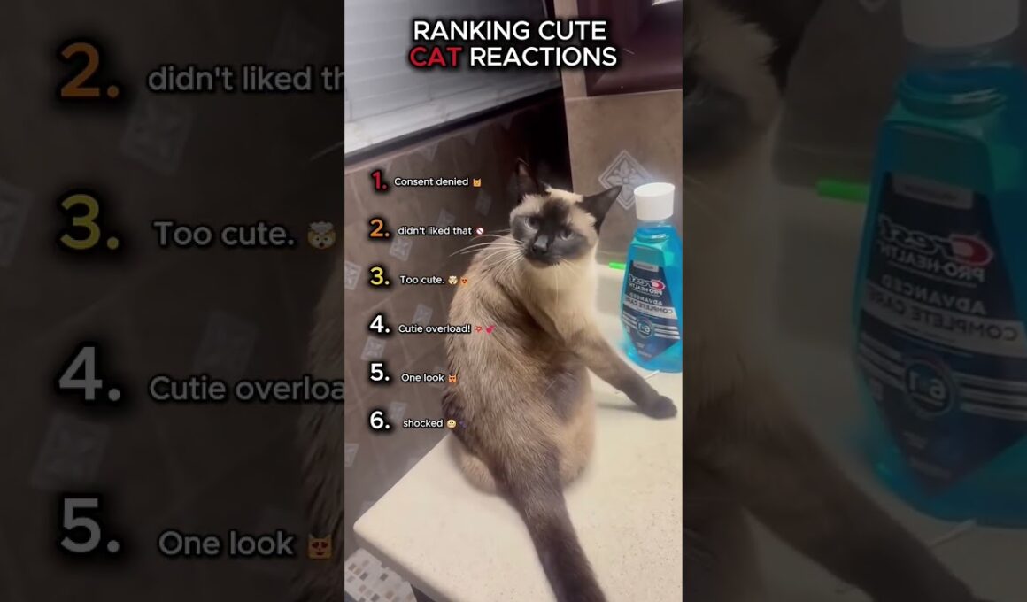 Cats acting Cray Cray 😜 🤪 🐈 #cat #funny #like #kitten #pets #viral #cute #aww #funnycute #trending