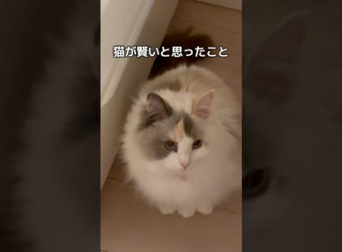 猫が賢いと思ったこと#shorts #猫 #cat #ラグドール #猫のいる暮らし