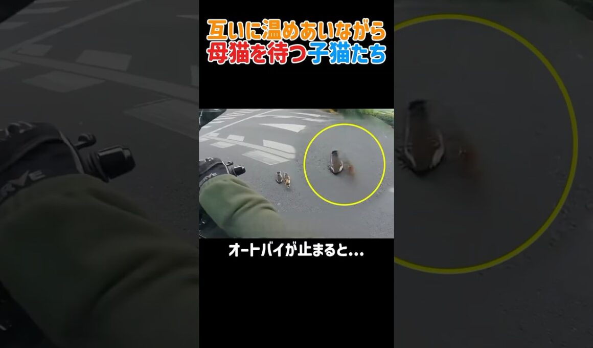 【感動】寒さに耐え、寄り添って母猫を待つ子猫たち。そこへ現れた男性の行動に涙が止まらない…　#猫 #子猫  #ねこ #ニャンコ #猫動画 #保護猫 #感動の実話 #猫のいる暮らし #shorts