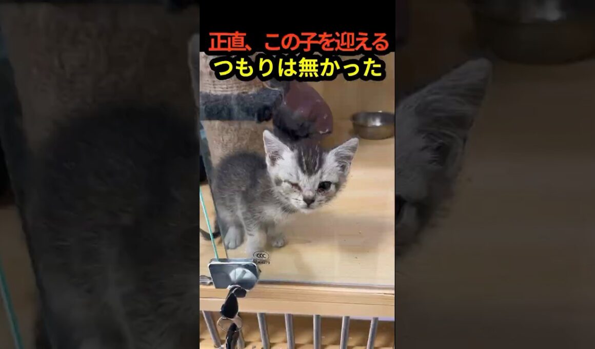 誰にも選ばれなかった子猫…子どもたちが起こした奇跡