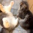 【バトル‼︎】仲良し兄弟、今日は戦いますwwwノルウェージャンフォレストキャット