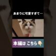 👆️リンクから是非みてください👀✨️ #shorts #猫 #子猫 #ラグドール #甘えん坊猫 #猫動画