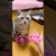 おやつを貰うためにスリスリする猫#アメリカンショートヘア#アメショ#猫