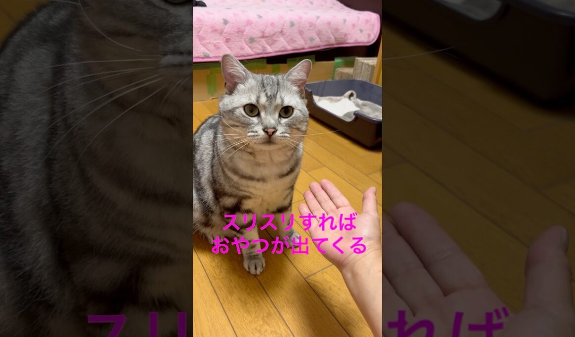 おやつを貰うためにスリスリする猫#アメリカンショートヘア#アメショ#猫