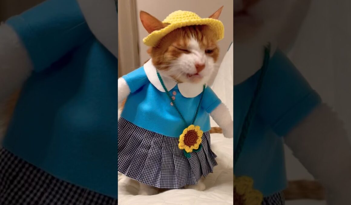 ダルいが口癖のネコが幼稚園をやめてアイドルになろうとして... #shorts #cat #猫のいる暮らし