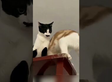 Daily Dose Of Cats😸😂  Day 2
