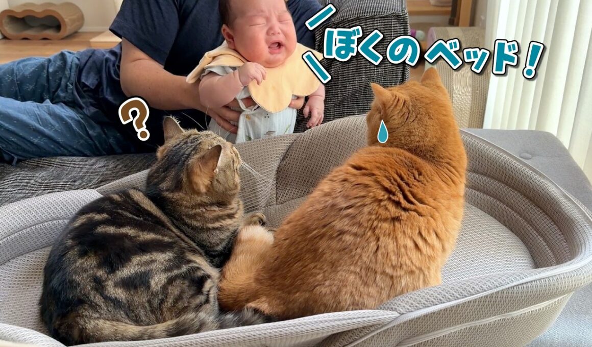赤ちゃん用ベッドがついに猫に占拠されてしまいました…！