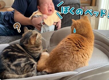 赤ちゃん用ベッドがついに猫に占拠されてしまいました…！