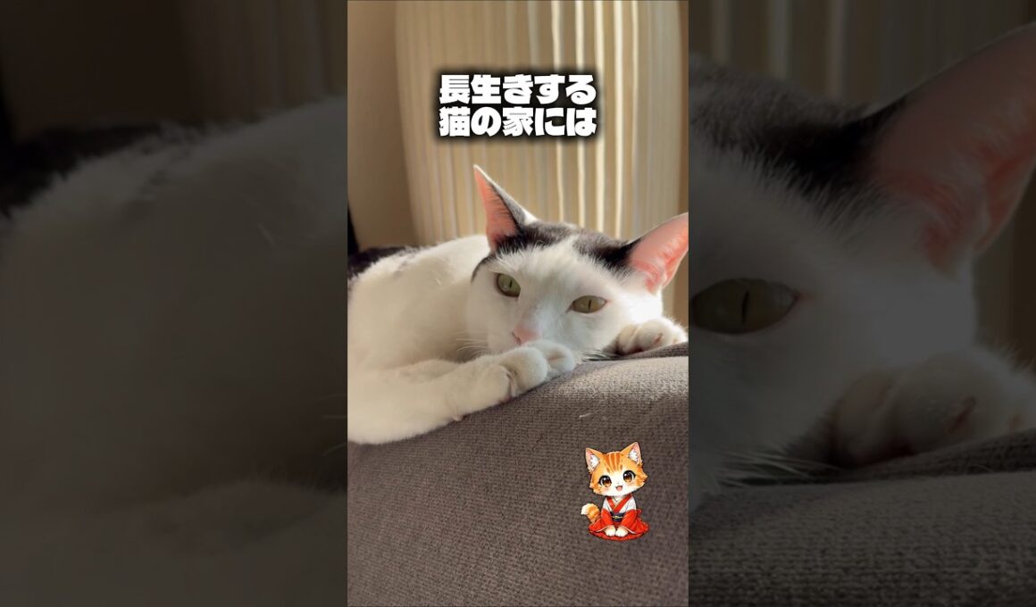 猫が長生きする家の共通点#猫スピリチュアル #スピリチュアル #猫のいる暮らし #ねこ #開運