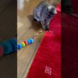 【手作り玩具で遊ぶ猫】パパは母猫、ママは姉妹猫🐱遊ぶおねだりはもっぱら私に😽動かさないとじっと待つのがかわいい#egyptianmaucat #遊ぶ猫 #エジプシャンマウ #shorts