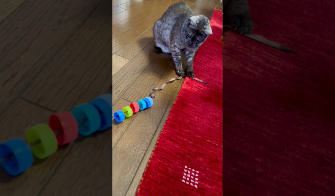 【手作り玩具で遊ぶ猫】パパは母猫、ママは姉妹猫🐱遊ぶおねだりはもっぱら私に😽動かさないとじっと待つのがかわいい#egyptianmaucat #遊ぶ猫 #エジプシャンマウ #shorts
