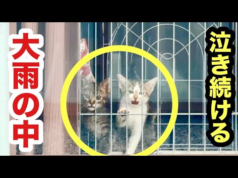 外は大雨…隔離部屋から泣き続ける保護子猫、ひたすら待ち続ける健気な姿に胸が熱くなります