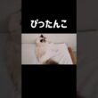 猫って寝違えしない？？ #shorts #猫 #子猫 #ラグドール #甘えん坊猫 #猫動画