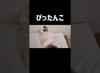 猫って寝違えしない？？ #shorts #猫 #子猫 #ラグドール #甘えん坊猫 #猫動画