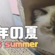 バーマン猫ラフ【今年の夏】This summer（バーマン猫）Birman/Cat