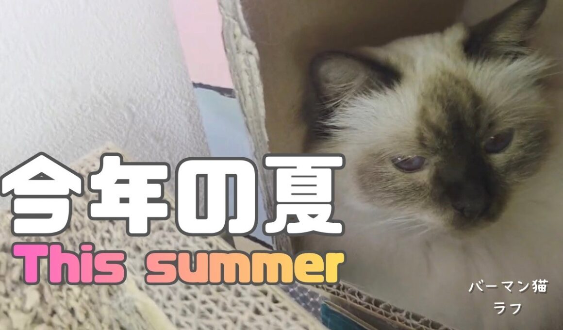バーマン猫ラフ【今年の夏】This summer（バーマン猫）Birman/Cat