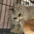 ペルシャの「ゆず」が仲間入りしたよ。