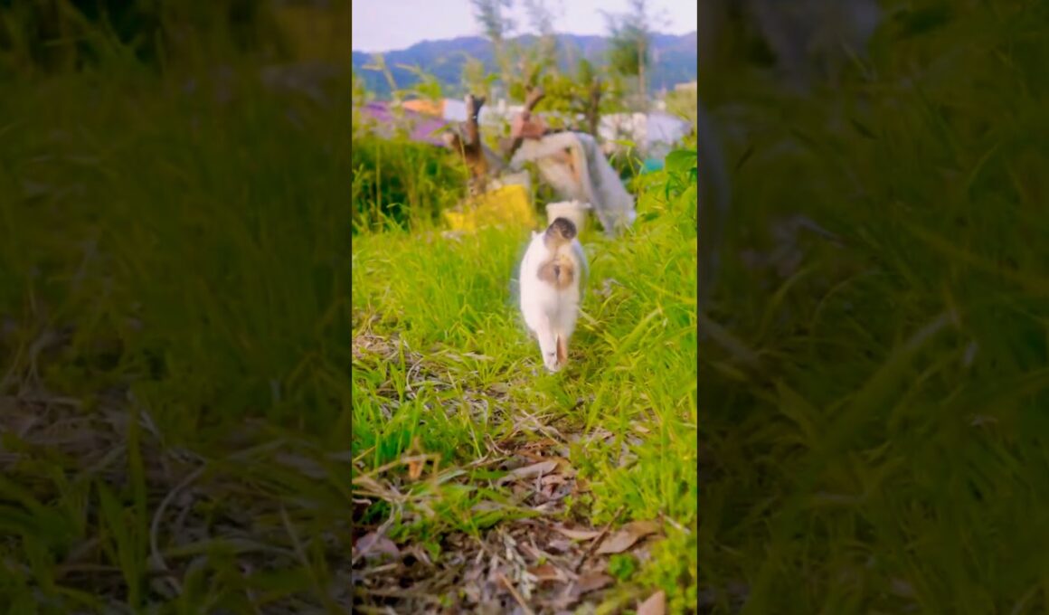 梅雨の晴れ間！日の出！いつもの散歩道！#熱海 #ジャパニーズ・ボブテイル #伊豆 #猫のいる暮らし #cute #相模灘 #保護猫 ＃野良猫