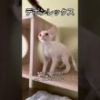 生後2ヶ月半 #デボンレックス #goldenrex #devonrex #ブリーダー #子猫 #キャッテリー #kittenshorts #kitten #でぼんれっくす #デボン #shorts