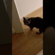 おしゃべりなネコ_20260621 #shorts #cat #猫 #ロシアンブルー