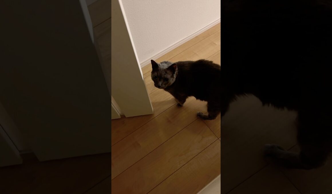 おしゃべりなネコ_20260621 #shorts #cat #猫 #ロシアンブルー