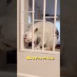 子猫のしぐれの執念に、日々翻弄されています😆キッチン侵入を防ぐために、結束バンドを噛みちぎられ、鍵を狙われ、最終的にワイヤーネットを設置したのですが…。