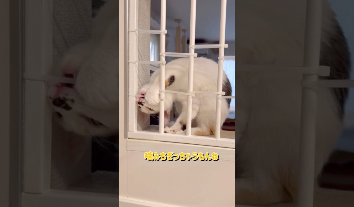 子猫のしぐれの執念に、日々翻弄されています😆キッチン侵入を防ぐために、結束バンドを噛みちぎられ、鍵を狙われ、最終的にワイヤーネットを設置したのですが…。