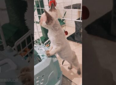 Devon Rex Kitten - Introducing our new family member 🐈 Chimi’s baby sister Hina💕家族がふえました❣️