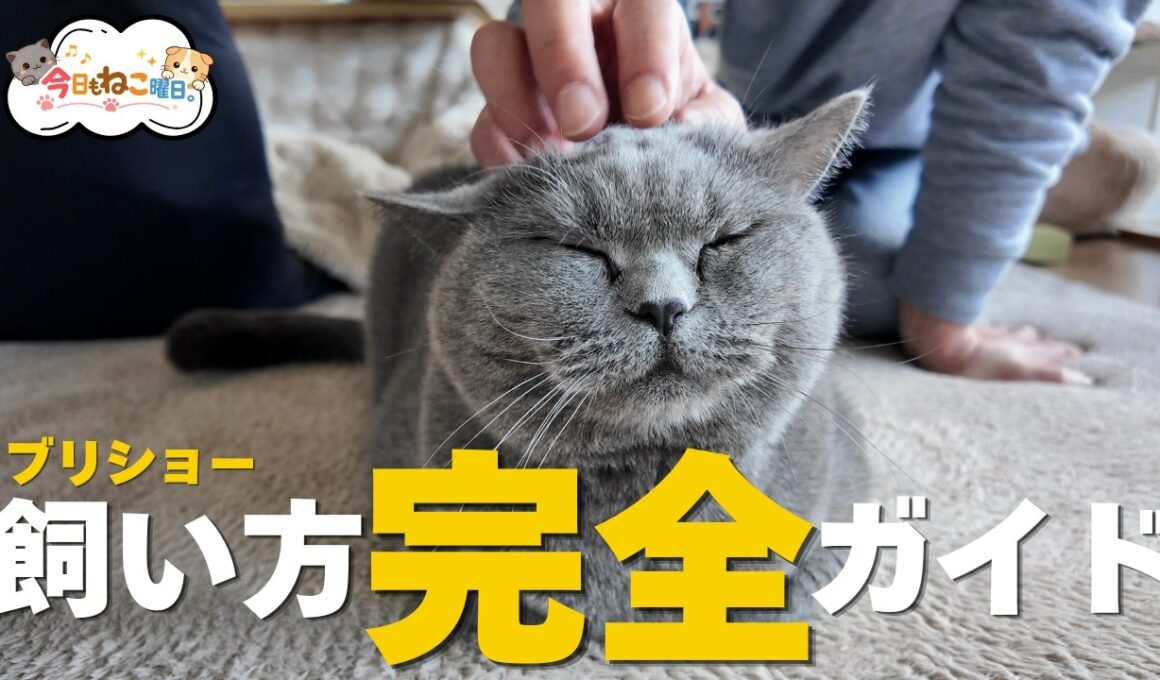 【保存版】ブリティッシュショートヘアの飼い方完全ガイド（初心者必見）