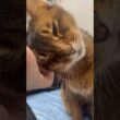 ベッドの上のねこちゃん　#cat #ねこ #アビシニアン
