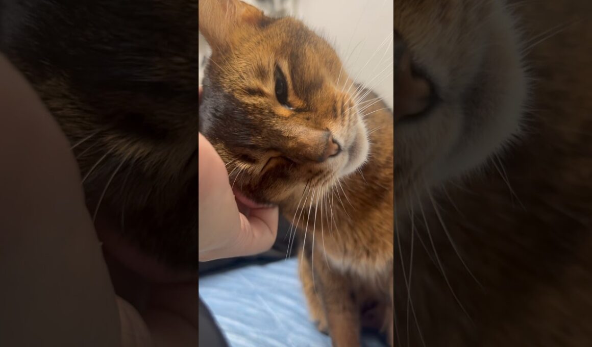 ベッドの上のねこちゃん　#cat #ねこ #アビシニアン