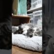 ママのそばが大好きメインクーン赤ちゃん達