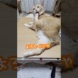 足上げてブラッシング待ちの茶トラなつ #ボブテイル  #猫のいる暮らし #猫動画