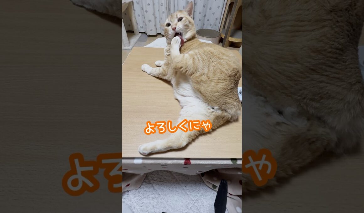 足上げてブラッシング待ちの茶トラなつ #ボブテイル  #猫のいる暮らし #猫動画