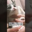 チュール抱っこ大作戦 #cat #ブリティッシュショートヘア #猫