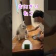 玄関で少年を迎えてくれる大型猫。おにぎり猫#shorts